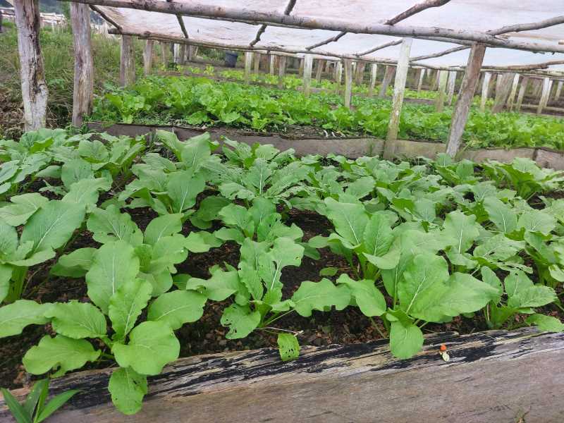 Agrowisata Desa Wisata Kreatif Terong Perkebunan sayur sebagai denyut nadi ekonomi warga Desa Wisata Kreatif Terong Belitung