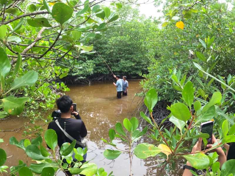 Desa Wisata Kreatif Terong Belitung Aktifitas di hutan mangrove, mengajak wisatawan mancing ikan dan mengenalkan jenis-jenis tanaman mangrove