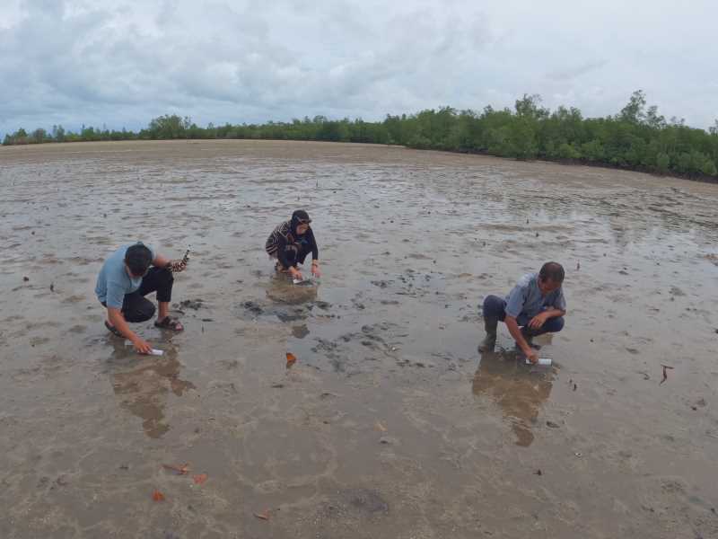 Bersama warga lokal mencari keremis di pantai saat air laut sedang surut.
