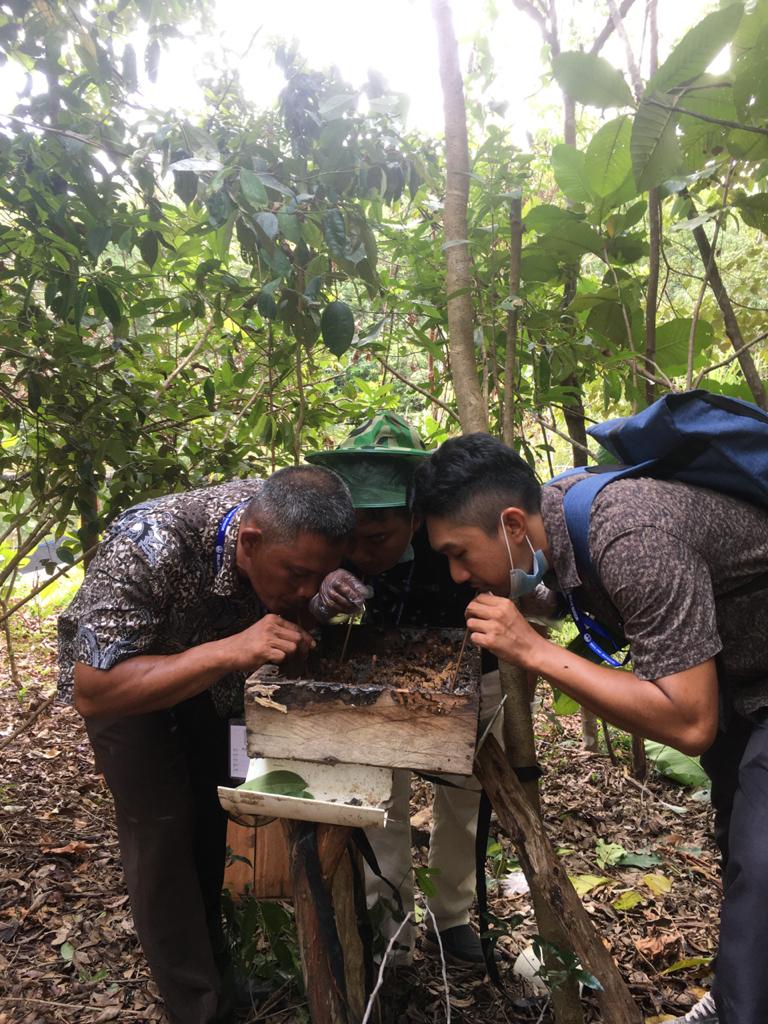 Peserta Pelatihan Ketua HKm Bukit Tebalu Simpor Laki Maulidi dan Ketua HKm Mitra Tebalu sedang mencoba menghisap air madu/lebah Trigona Sp langsung dari kotak sarangnya.
