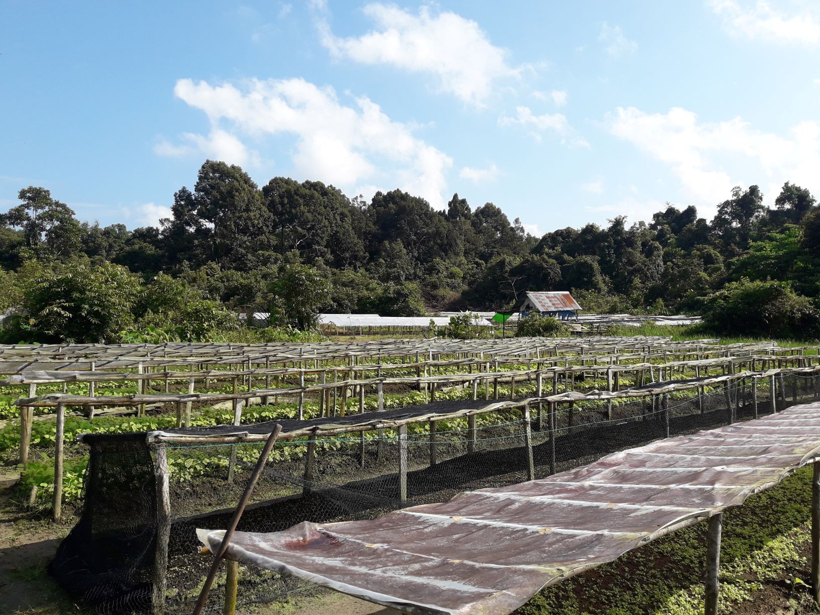 Hamparan tanaman sayur beratapkan plastik