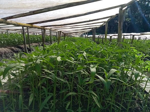 Sensasi Petik Sayur Di Agrowisata 