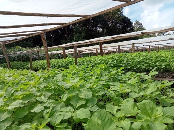 Sayur bayam yang telah siap dipanen.