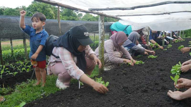 Atraksi belajar tanam bibit sayur wisatawan asal Bogor