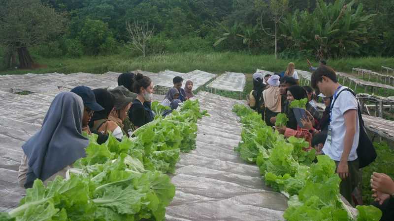 Atraksi wisata panen sayur bersama wisatawan asal Jakarta dan dari Korea Selatan