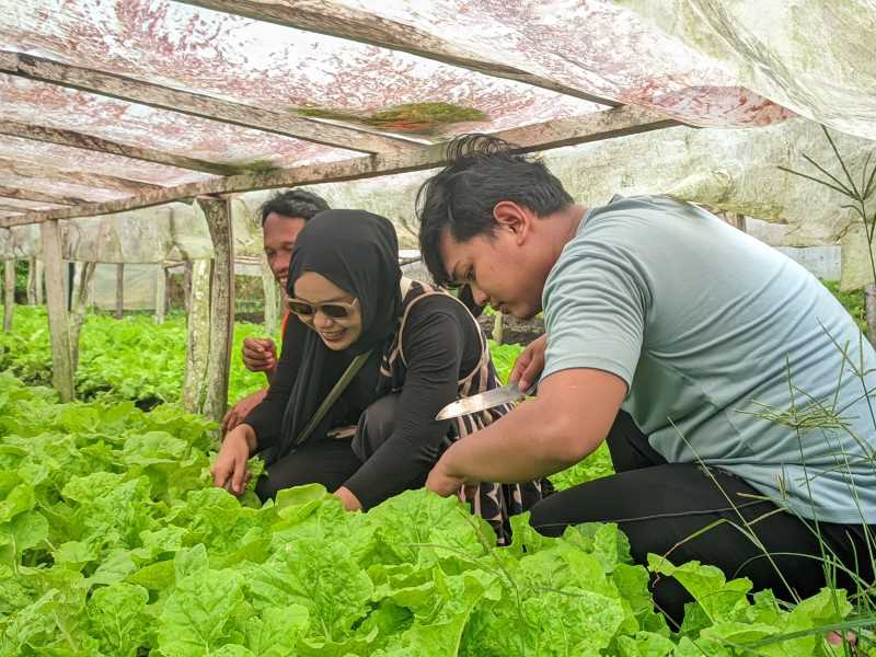 Pariwisata Belitung Dan Desa Wisata Belitung Wisata petik sayur agrowisata Desa Wisata Kreatif Terong