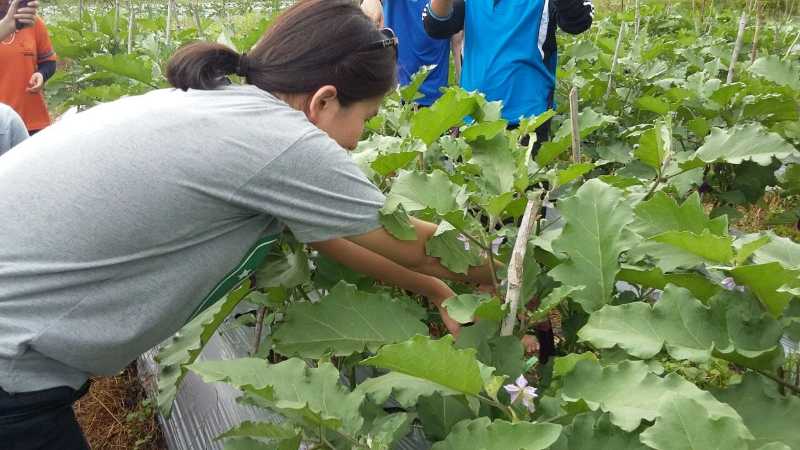 Wisatawan asal Singapura sedang memetik sayuran Terong di agrowisata