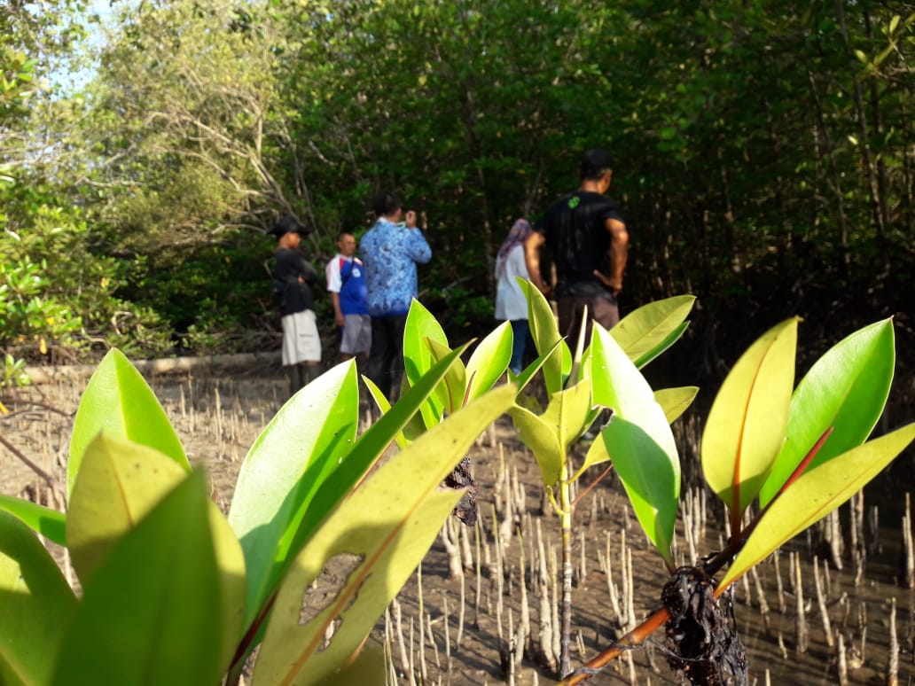 Cek lokasi mangrove
